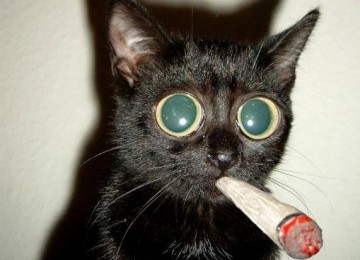 Bonne Mercredi Raftek-vip-blog-com-940526_chat_joint_petard